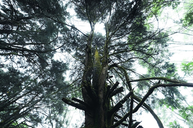 Viejos árboles y musgo en la selva tropical, musgo en el árbol