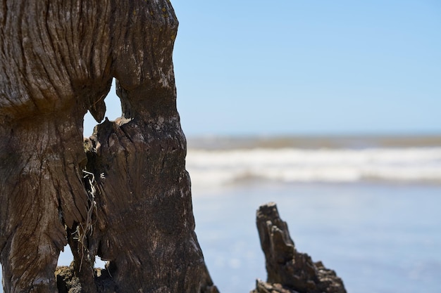 Viejos bosques en la playa