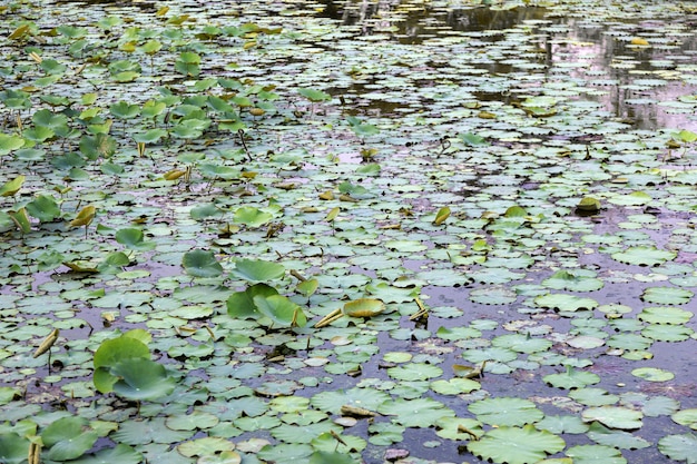 Viel Blatt des Wassers lilly auf Teich