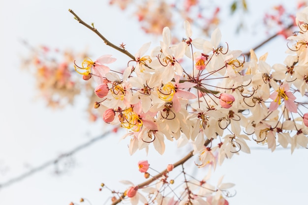 Viel Cassia bakeriana Craib Blume