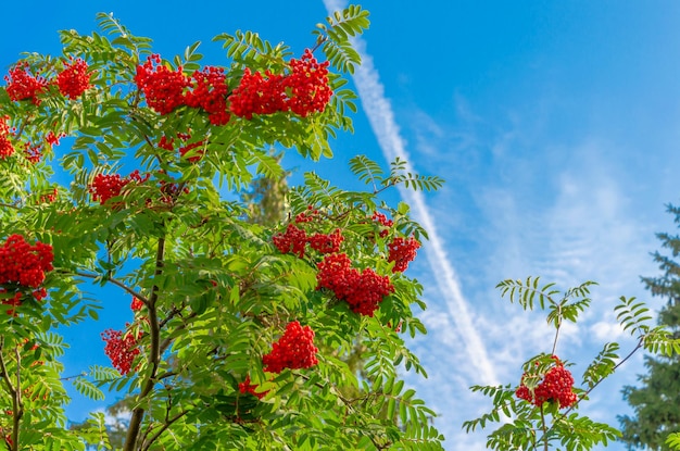 Viel Eberesche auf einem Baum gegen den Himmel.