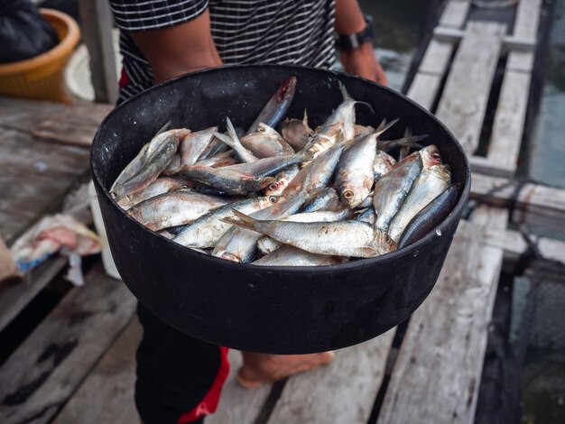 Viel frischer roher Sardinenfisch in einer schwarzen Schüssel auf der Hand eines lokalen Fischers zur Fütterung in der Fischkäfigfarm im Meer auf der Insel im Süden Thailands.