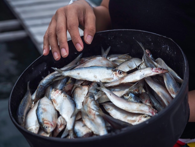 Viel frischer roher Sardinenfisch in einer schwarzen Schüssel auf der Hand eines lokalen Fischers zur Fütterung in der Fischkäfigfarm im Meer auf der Insel im Süden Thailands.