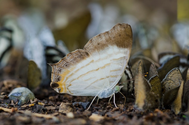 viel gelber Schmetterling aus den Grund im Wald