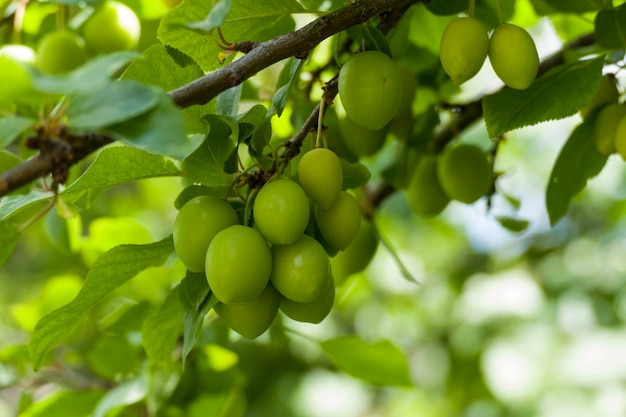 Viel grüne saure Pflaumenfrucht auf dem Baum