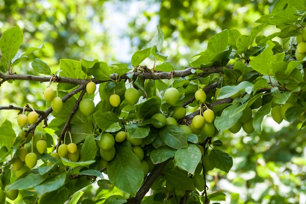 Viel grüne saure Pflaumenfrucht auf dem Baum