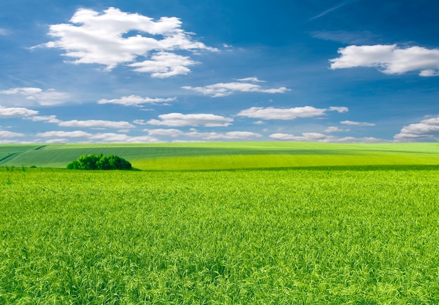 Viel grüner Weizen unter blauem Himmel