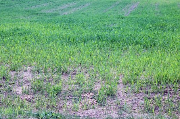 Viel grünes Gras auf dem Feld aus nächster Nähe