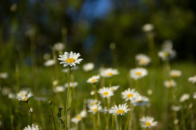 Viel Kamille auf einer grünen Wiese