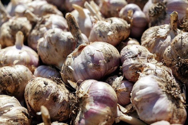 Viel Knoblauch aus der neuen Ernte Hintergrund Draufsicht