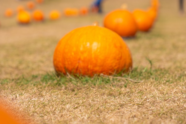 Viel reifer orange Kürbis auf Gras und im Freien