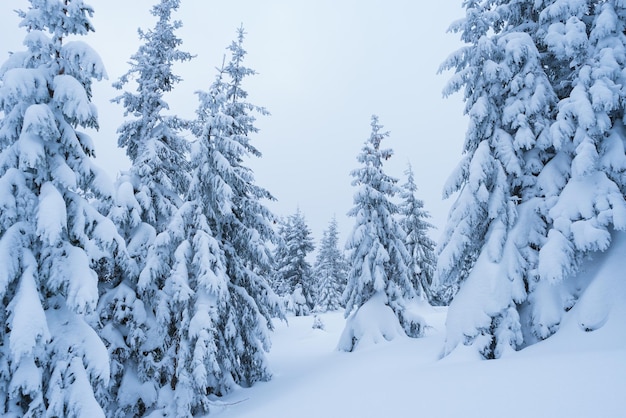 Viel Schnee im Wald