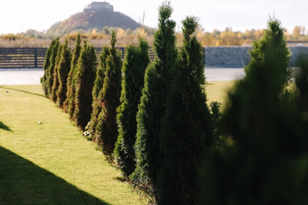 Viel weiße Zeder im Hinterhof-Luxusgarten im Landhaus-Cottage-Gartenkonzept