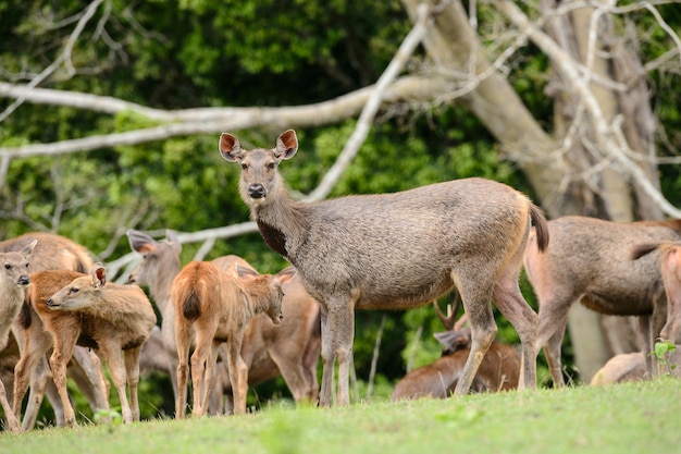 Viel wilde Rotwild in Phu Khiew-wild lebendem Santuary, Thailand