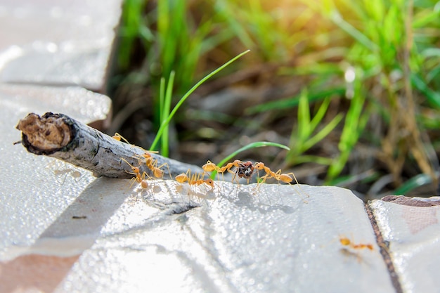 Viele Ameisen suchen nach Nahrung.