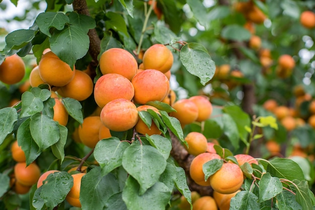 Viele Aprikosenfrüchte auf einem Baum im Garten an einem hellen Sommertag Bio-Obst Gesundes Essen Reife Aprikosen