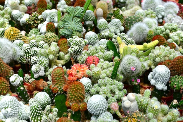 Viele Arten kleiner Kakteen im gemischten Kaktushintergrund in der offenen Kaktusfarm