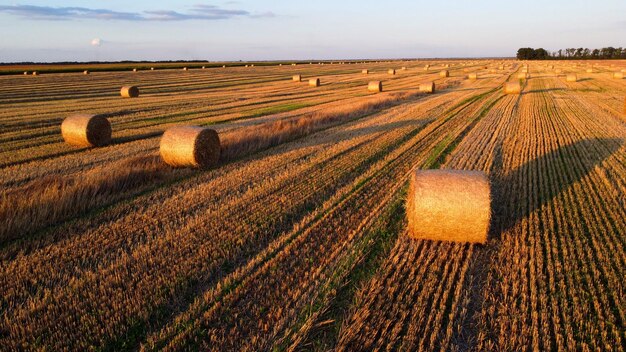 Viele Ballen Weizenstroh, die nach der Weizenernte in Rollen mit langen Schatten gedreht sind, liegen auf dem Feld