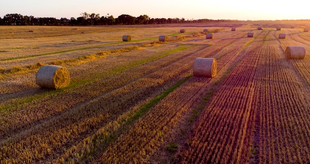 Viele Ballen Weizenstroh, die nach der Weizenernte in Rollen mit langen Schatten gedreht wurden, liegen auf dem Feld