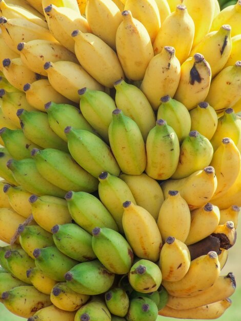 viele Bananen