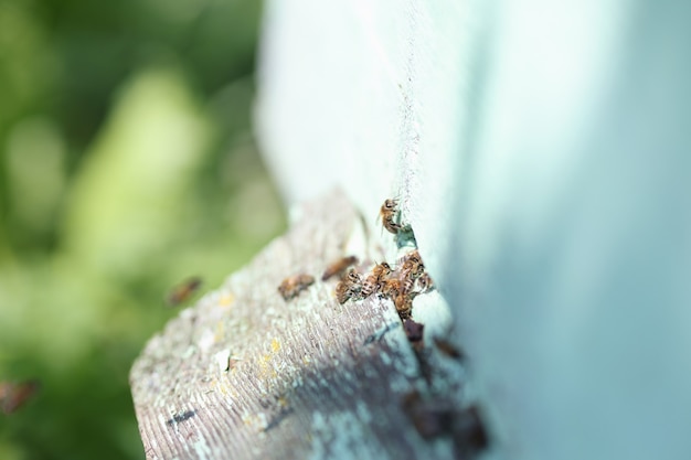 Viele Bienen fliegen in die Bienenhausorganisation des Bienenstockkonzepts