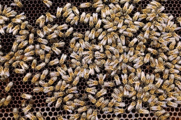 Viele Bienen im Bienenstock Nahaufnahme