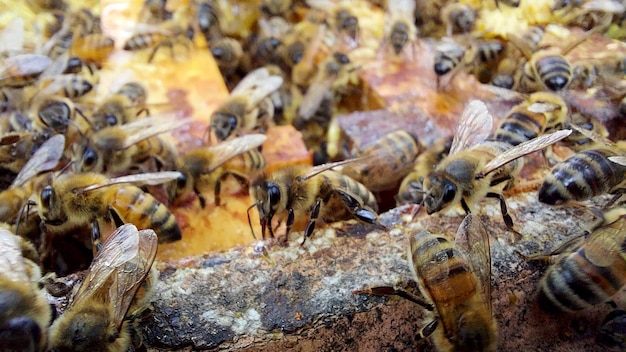 Viele Bienen schwärmen auf einer Wabe, Makroaufnahme, selektiver Fokus