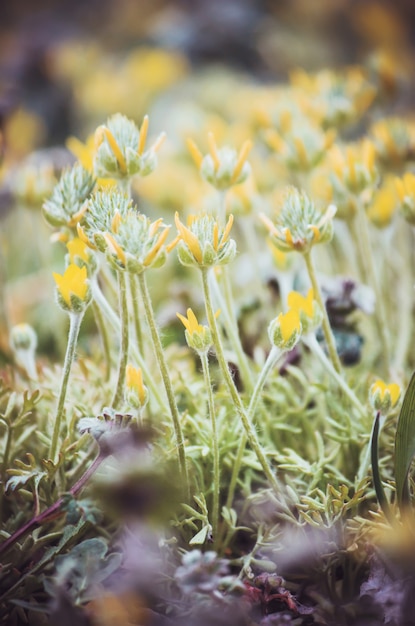 Viele Bilder von Blumen. Collage. Selektiver Fokus