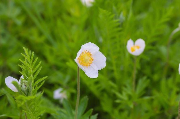 Viele blaue Hortensienblumen wachsen im Garten