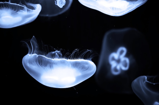 Viele blaue Quallen schwimmen unter Wasser Makroaufnahmen