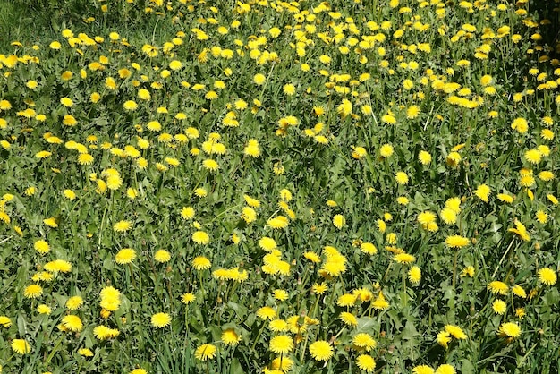 Viele blühende gelbe Löwenzahn auf der grünen Wiese als natürlicher Hintergrund, Vorderansicht, Nahaufnahme
