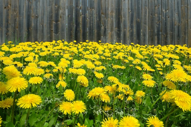 Viele blühende Löwenzahn auf dem Feld