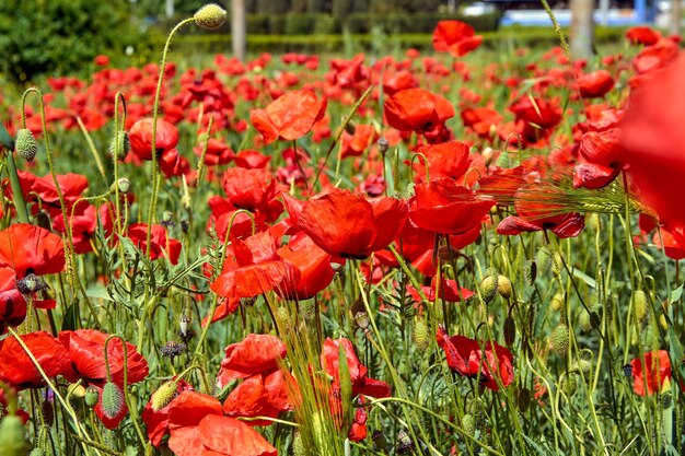 Viele blühende rote Mohnblumen auf einem Blumenbeet im Park