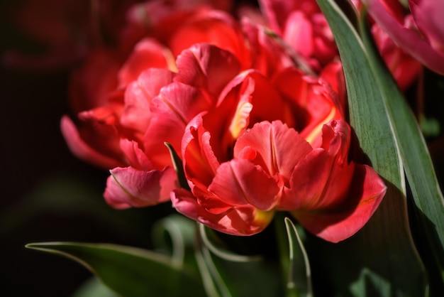 Viele blühende Tulpen Blumenhintergrund