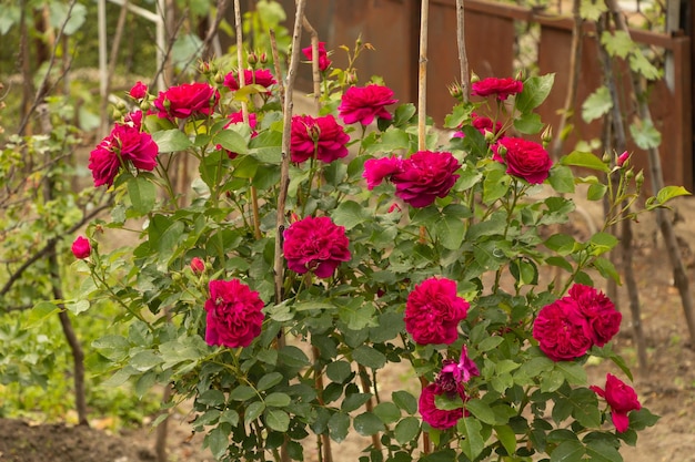 Viele Blumen blühen in Rot. Sehr schöne Rosensorte