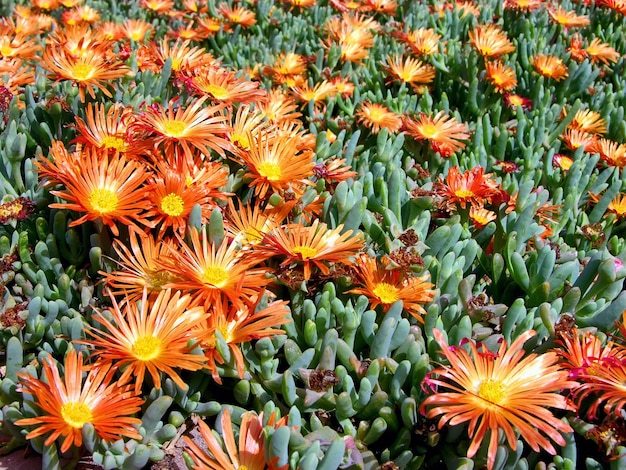 Viele Blumen einer Sukkulente
