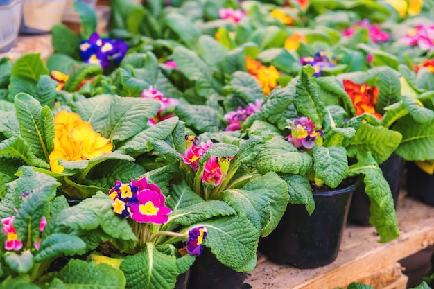 Viele Blumen Primeln in Töpfen werden in einem Blumenladen verkauft. Selektiver Fokus. Natur.