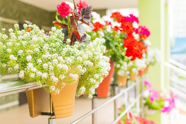 Viele bunte Blumen in Töpfen