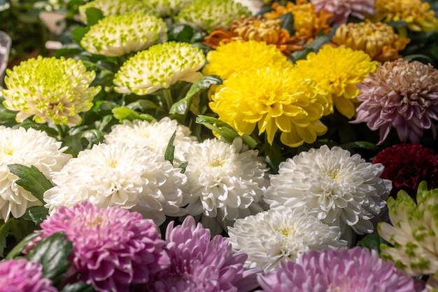 Viele bunte Chrysanthemen, selektiver Fokus