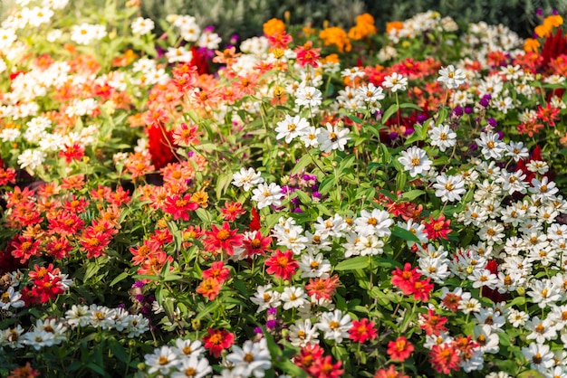 Viele bunte Gänseblümchen