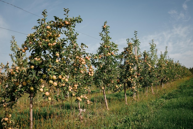 Viele bunte reife saftige Äpfel auf einem Ast im Garten bereit für die Ernte im Herbst Apfelplantage