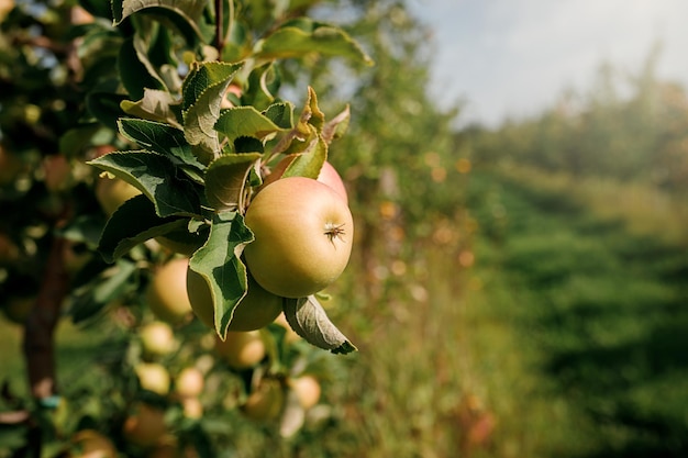 Viele bunte reife saftige Äpfel auf einem Ast im Garten bereit für die Ernte im Herbst Apfelplantage