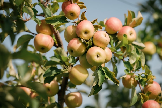 Viele bunte reife saftige Äpfel auf einem Ast im Garten bereit für die Ernte im Herbst Apfelplantage