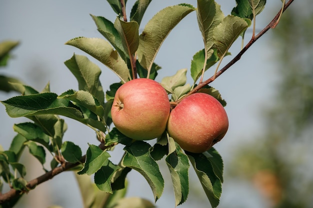 Viele bunte reife saftige Äpfel auf einem Ast im Garten bereit für die Ernte im Herbst Apple Orchard BeH3althy