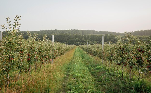 Viele bunte rote reife saftige Äpfel auf einem Ast im Garten bereit für die Ernte im Herbst Apfelplantage