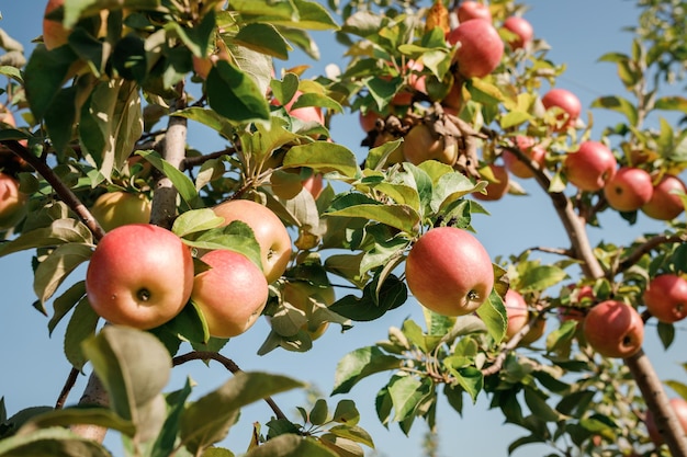 Viele bunte rote reife saftige Äpfel auf einem Ast im Garten bereit für die Ernte im Herbst Apfelplantage