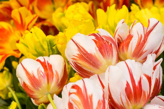 Viele bunte Tulpen im Garten