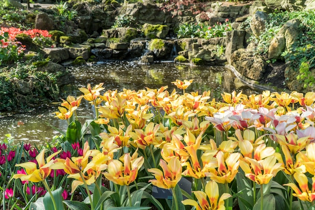 Viele bunte Tulpen