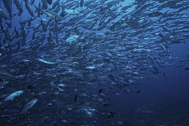 viele Caranx-Unterwasser / große Fischschwärme, Unterwasserwelt, Ozeanökosystem