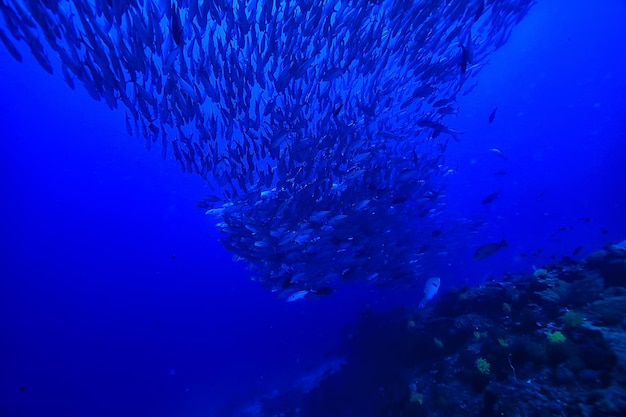 viele Caranx Unterwasser / Großfischschwarm, Unterwasserwelt, Ozean Ökosystem